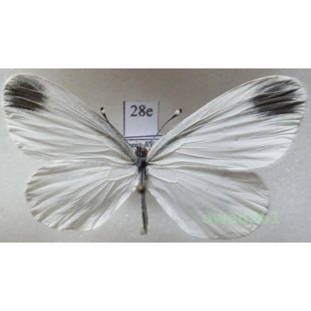 Leptidea sinapis (Linnaeus, 1758) male Wietek gorczycznik Poland28e